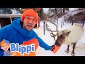 Blippi visits a reindeer farm  learn animals for kids  fun and educationals for toddlers