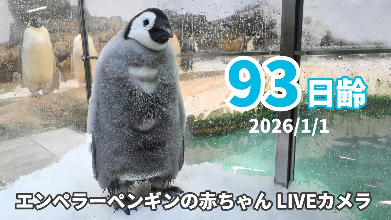 アーカイブ】エンペラーペンギンの赤ちゃんライブカメラ（2026/1/1