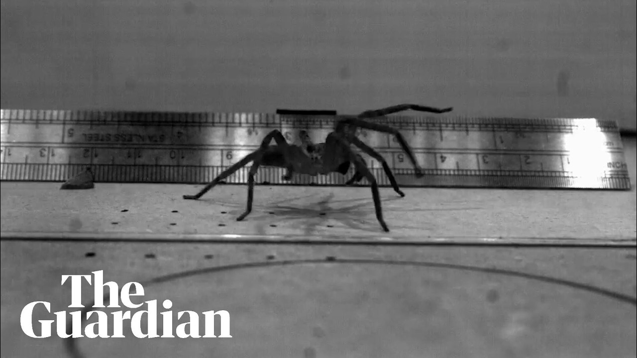 Australian spider discovered to be the fastest in the world
