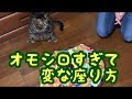 猫が新しいおもちゃに　若干戸惑っている様子【唐草猫ムタさん】