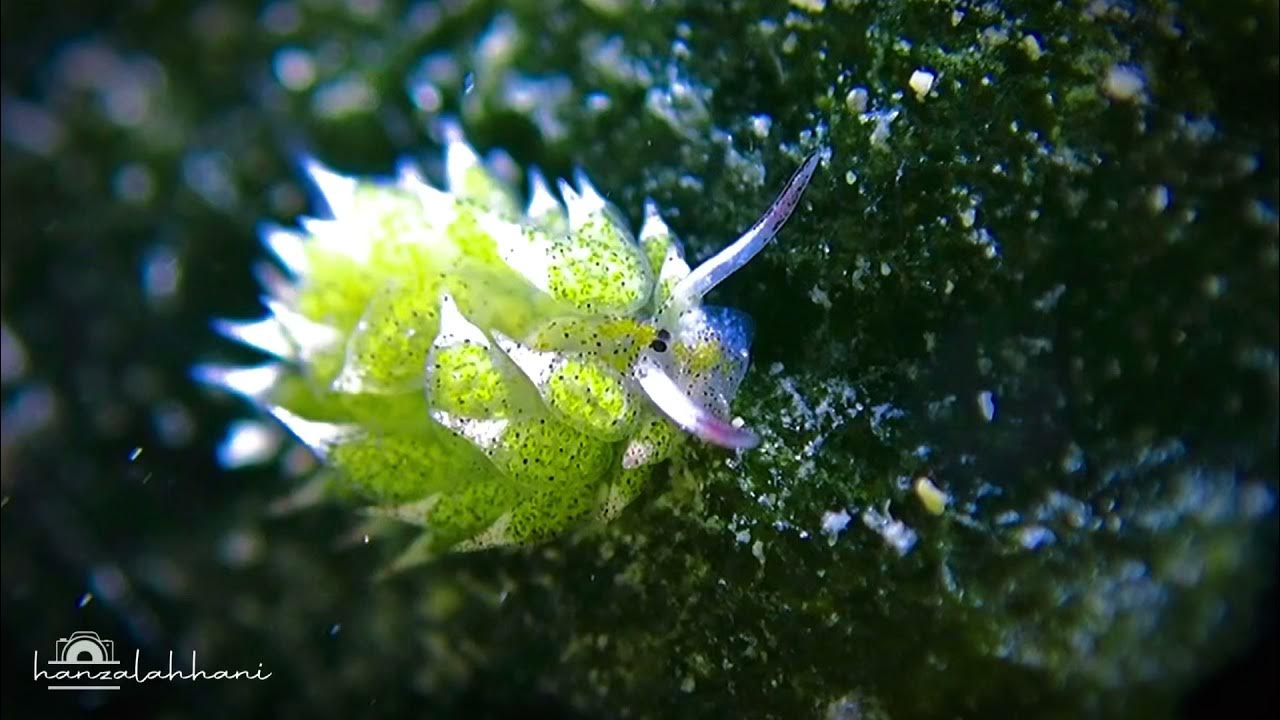 Shaun The Sheep Nudibranch - YouTube