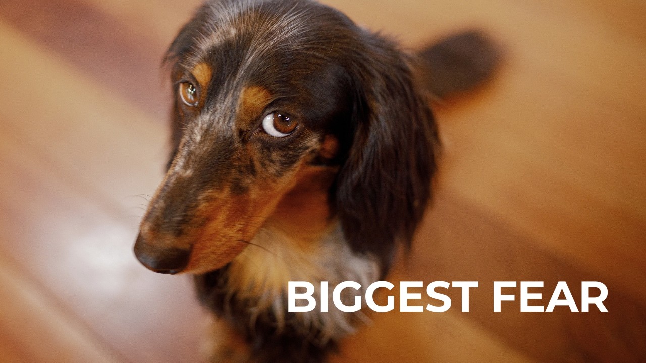 Your Dog’s Biggest Fear (And Why Most Owners Miss It)