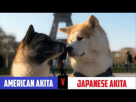 American Akita V. Japanese Akita ⭐ Differences Between AKITAS ⭐ All About Akitas | FACTS