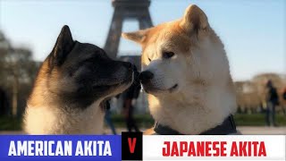 American Akita V. Japanese Akita ⭐ Differences Between AKITAS ⭐ All About Akitas | FACTS by Detective Dog 19,271 views 3 years ago 7 minutes, 41 seconds
