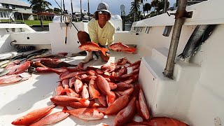 TASTIEST SNAPPER IN THE WORLD!!! (Commercial Snapper Fishing) | Vermilion Snapper |