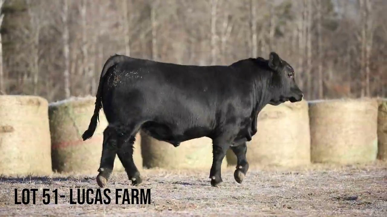 2022 BCIA Culpeper Sr Bull Sale Lot 51 YouTube