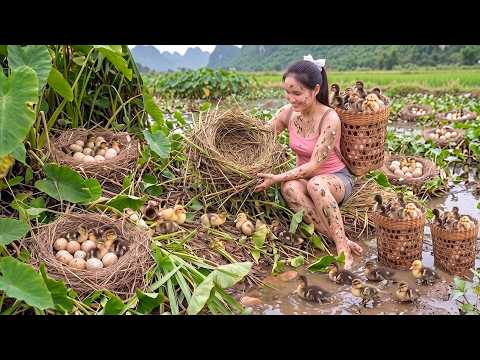 [TIMELAPSE] Harvesting Wild Ducklings & Catching Mature Ducks for Market Sell Day | Phương's Story