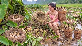 [TIMELAPSE] Harvesting Wild Ducklings &amp; Catching Mature Ducks for Market Sell Day | Phương's Story