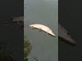 А вот и первая красавица!!!!!