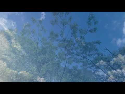 夢想花　　とんでとんでとんでとんで、、、、、アカペラ