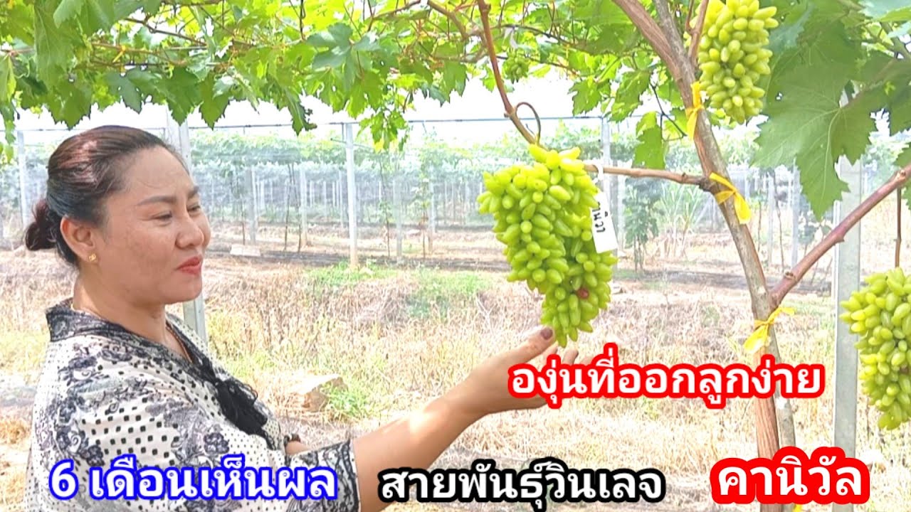 ปลูกองุ่นสายพันธุ์ออกลูกง่าย!! ไม่ต้องคิดเยอะ อย่างไรก็ออก สายพันธุ์นี้แทงดอกง่ายมากแถมรสชาดดี