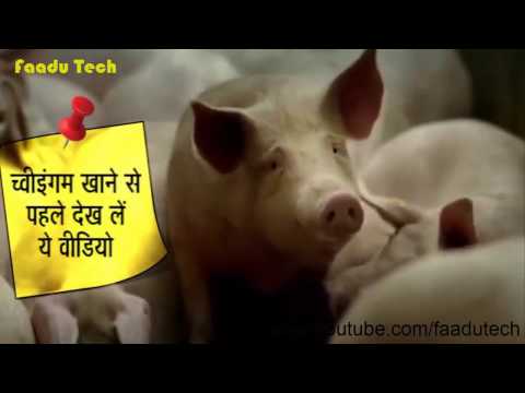 इस वीडियो को देखने के बाद आप नहीं खाएंगे च्वीइंगम.
