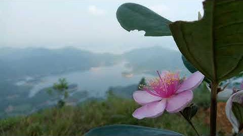 Rì view Hồ cấm sơn lục ngạn  Bắc giang