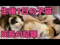 生後1日の子猫を保護。生死を彷徨いながらのその後の成長