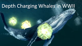 Whales losses in WWII by Military Action-The sad story