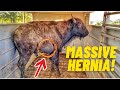 Rescued Bison Bull Goes To The Vet | Update On Lumpy!