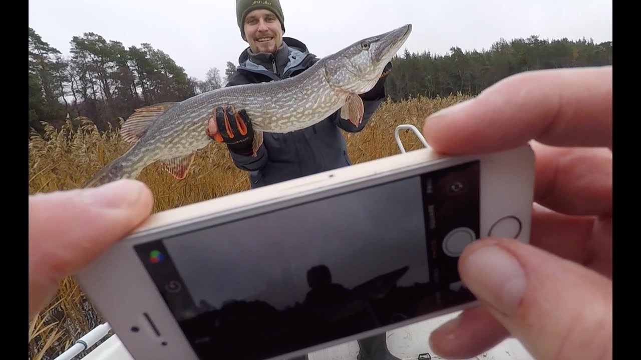 98cm Pike on light perch gear
