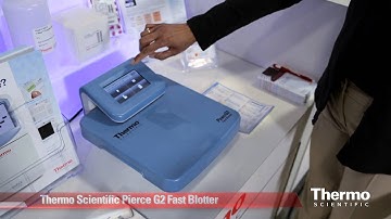 Complete Western Blotting Workflow