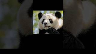 Surprising Facts about Panda #animals #shorts #panda