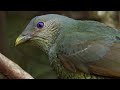 Bird Seduction Techniques | Life Story | BBC