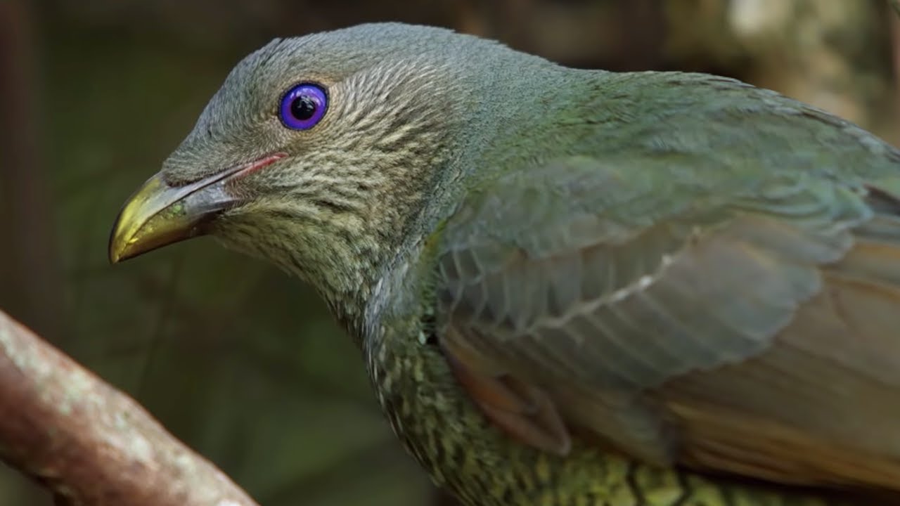 ⁣Bird Seduction Techniques | Life Story | BBC