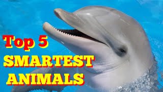 The Top 5 Smartest Animals in The World