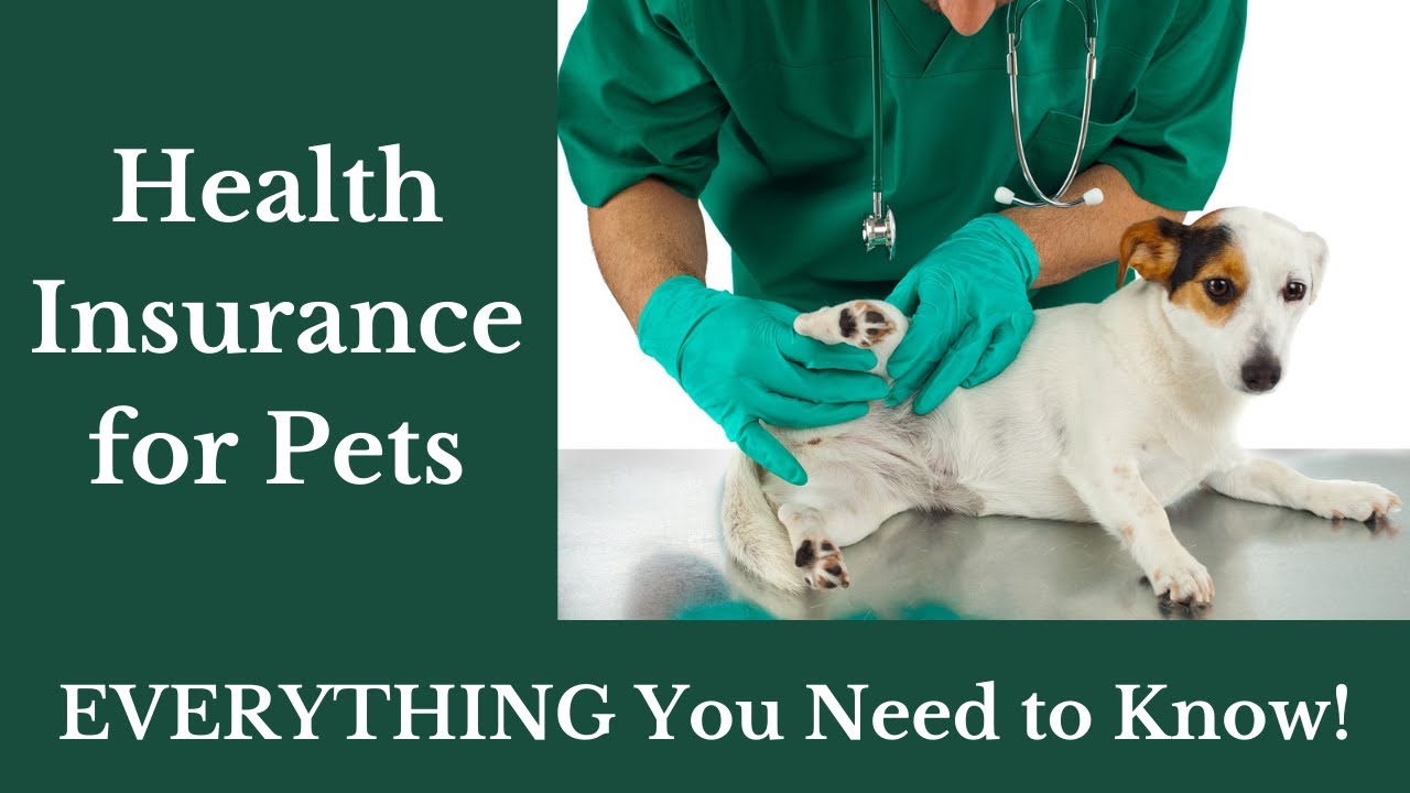 Health Insurance For Pets EVERYTHING You Need To Know Is Pet Health Insurance For Pets EVERYTHING You Need To Know Is Pet