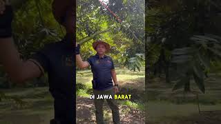 Jarak tanam rapat , ini dia rahasia kebun durian Thailand #durian #aakadu #petanidurian #thailand