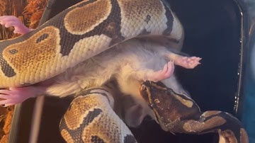 Ball Python Feeding 2- Medium Rat