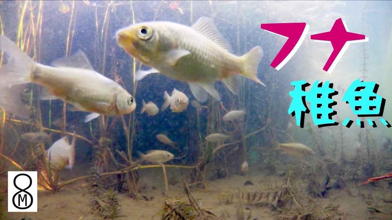 ふ化して半年、フナの稚魚たち【素材そのまま60分】 - YouTube
