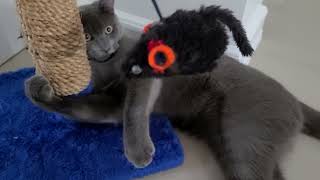 Mabuti pa ang pusa may laruan screenshot 5