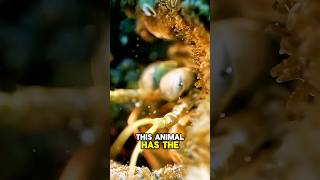 This Punch Hits Harder Than A Bullet