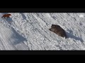 Himalayan Brown Bear Coming out of Hibernation  | 2019 | HD