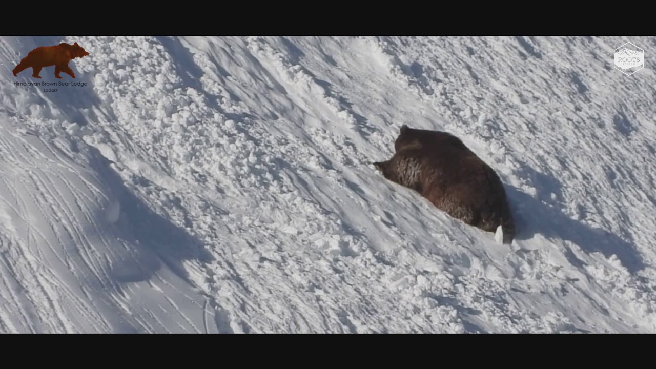 Himalayan Brown Bear Coming out of Hibernation  | 2019 | HD