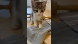 CAT JUST EMBARRASSED ITSELF IN FRONT OF US...