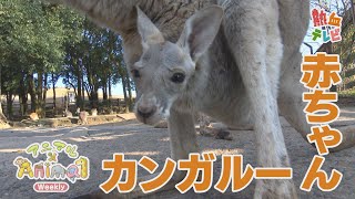 A surprisingly large baby kangaroo [Animal x Animal] - YouTube