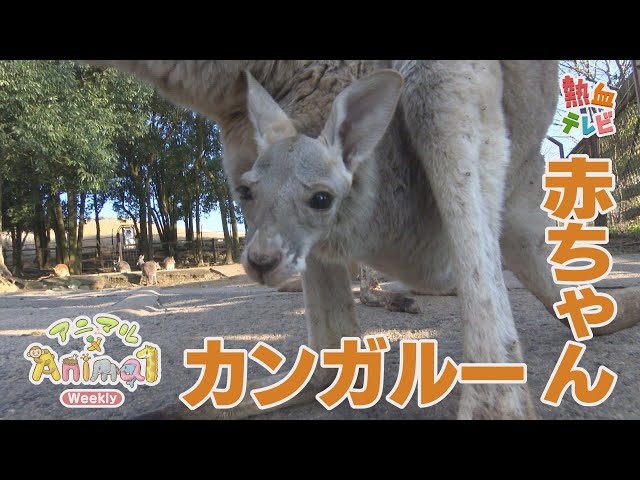 A surprisingly large baby kangaroo [Animal x Animal] - YouTube