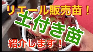 リエール販売苗の紹介❗️土付き苗の紹介しまーす❗️     多肉大好き！なりちゃんパパ　多肉奮闘記その225