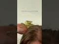 Funny Chameleon Schemes While Sitting On Human's Head