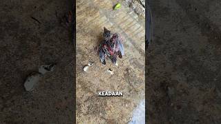 Pria ini mulai merawat seekor anak burung♥️ #shorts