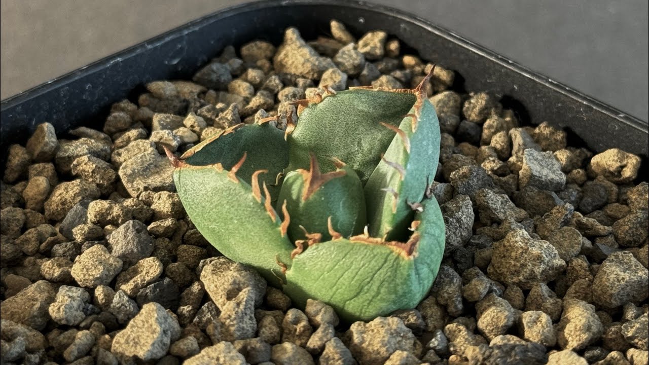 20240409 アガベ・チタノタ（ノーネーム）003｜agave titanota No Name
