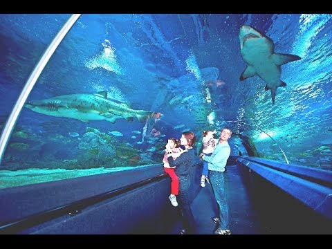 istanbul sea life akvaryum turkuazoo youtube