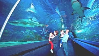 İstanbul Sea Life Akvaryum - TURKUAZOO