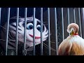 The Secret Life Of Pets 2 All Movie Clips & Trailers (2019) HD