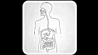 Drawing human digestive system with simple steps | মানুষের পরিপাকতন্ত্র