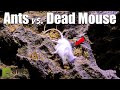 I Fed My Ant Colony a Dead Mouse