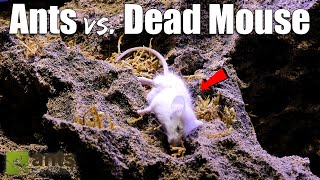 I Fed My Ant Colony a Dead Mouse