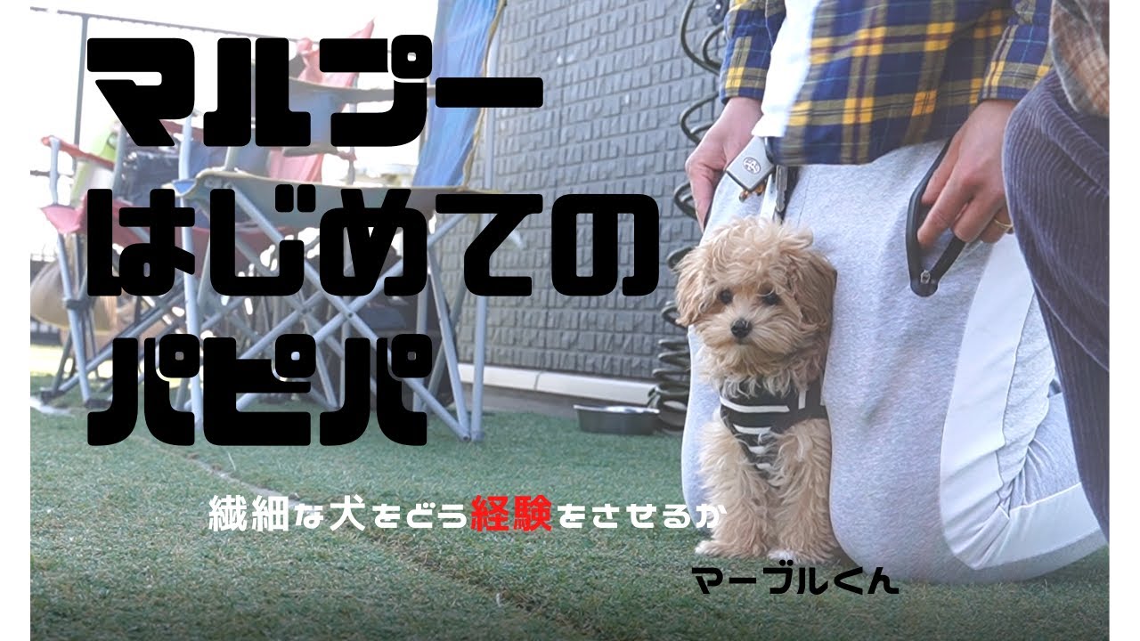 ペットホテル パピーパーティ 犬の保育園(dog nursery)｜DOG DIAMOND｜ドッグダイヤモンド 子犬は全員で育てる