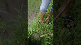 setelah hujan deras gacor banget nih buat mancing belut! | sibelutnya pada lapar!