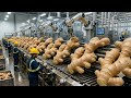 Inside a Modern Ginger Factory: From Raw Ginger to Organic Powder (Full Process)